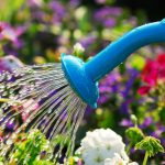 10 late-summer gardening tips