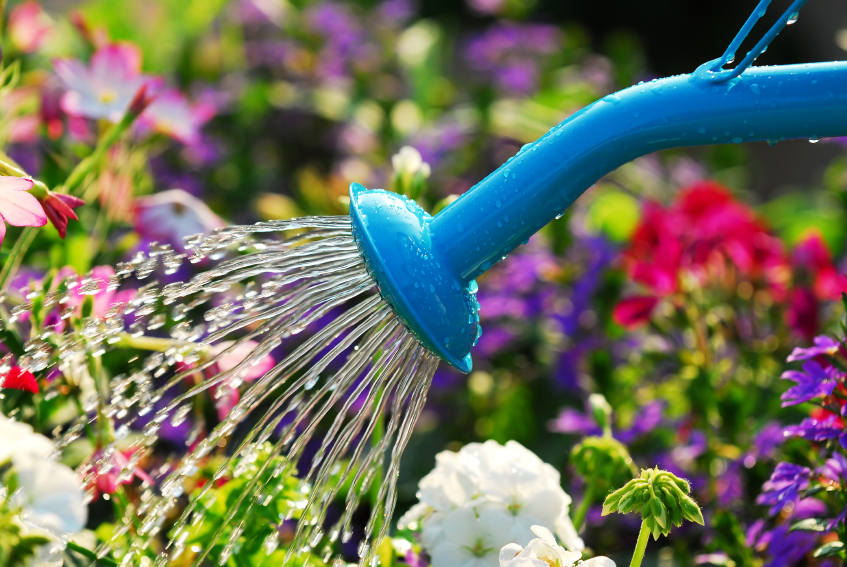 10 late-summer gardening tips