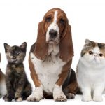 Keeping your pets and home clean during the rainy season