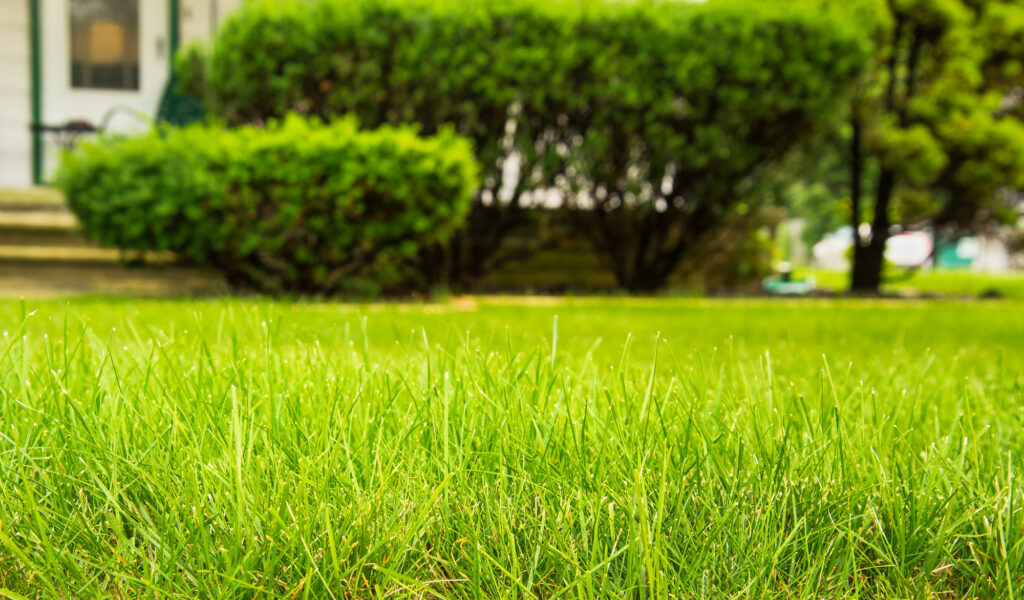 Greet Spring With Green Grass: 5 Tips for Repairing Lawns After Winter