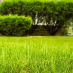 Greet Spring With Green Grass: 5 Tips for Repairing Lawns After Winter