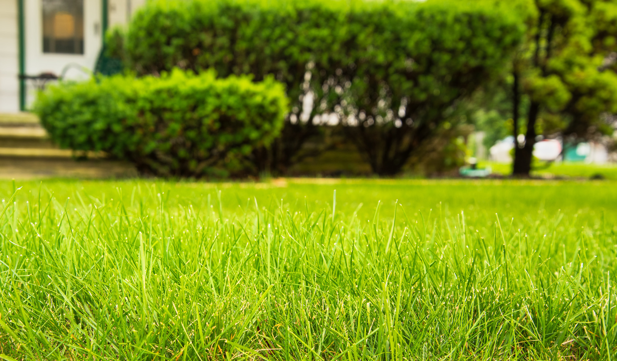 Greet Spring With Green Grass 5 Tips for Repairing Lawns After Winter
